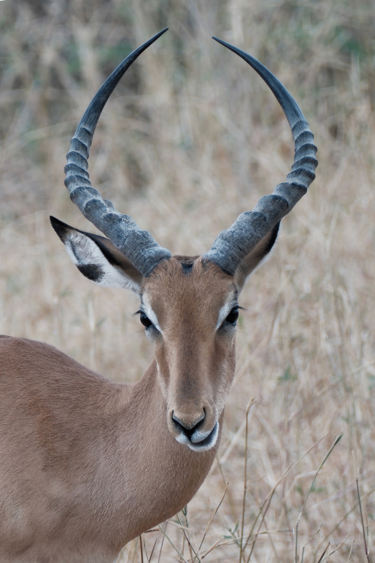Impala portrait in the dry savannah