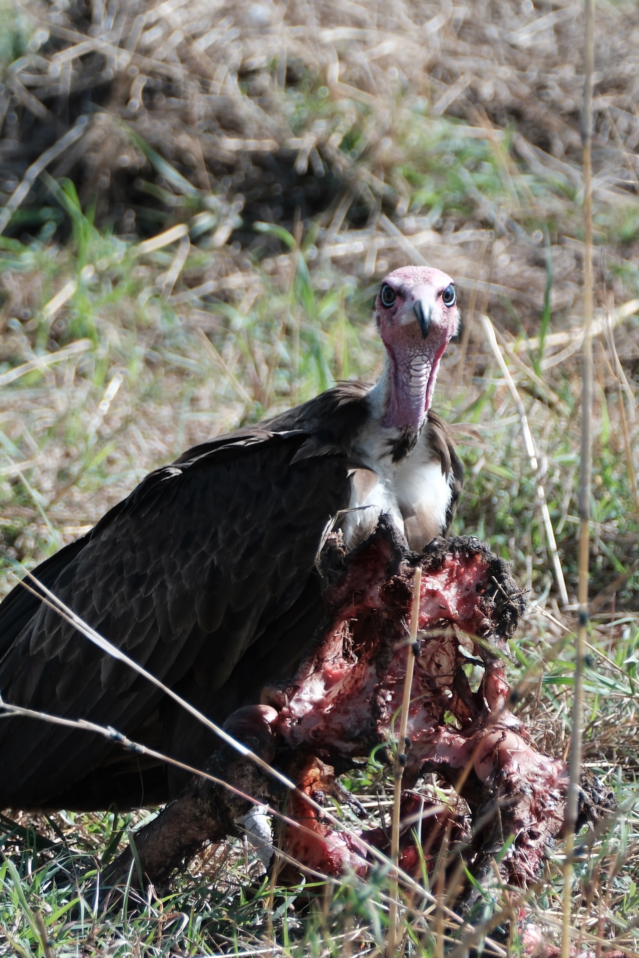 Vulture feeding on the remains of a carcass