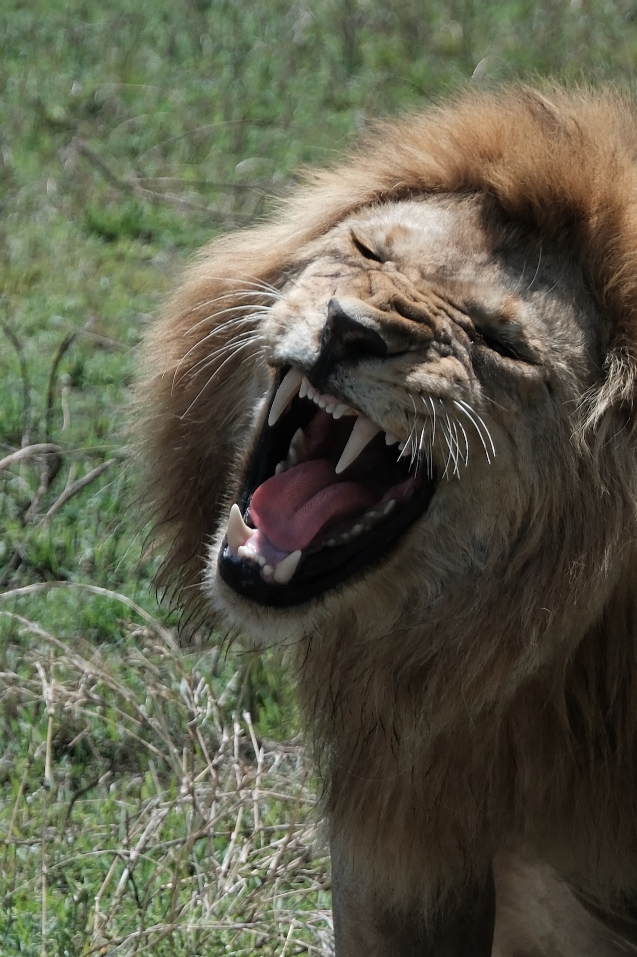 Male lion baring his teeth
