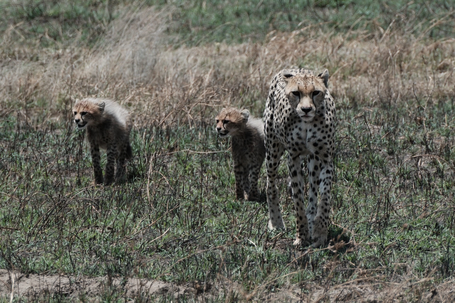 Cheetah mother walking with her cubs