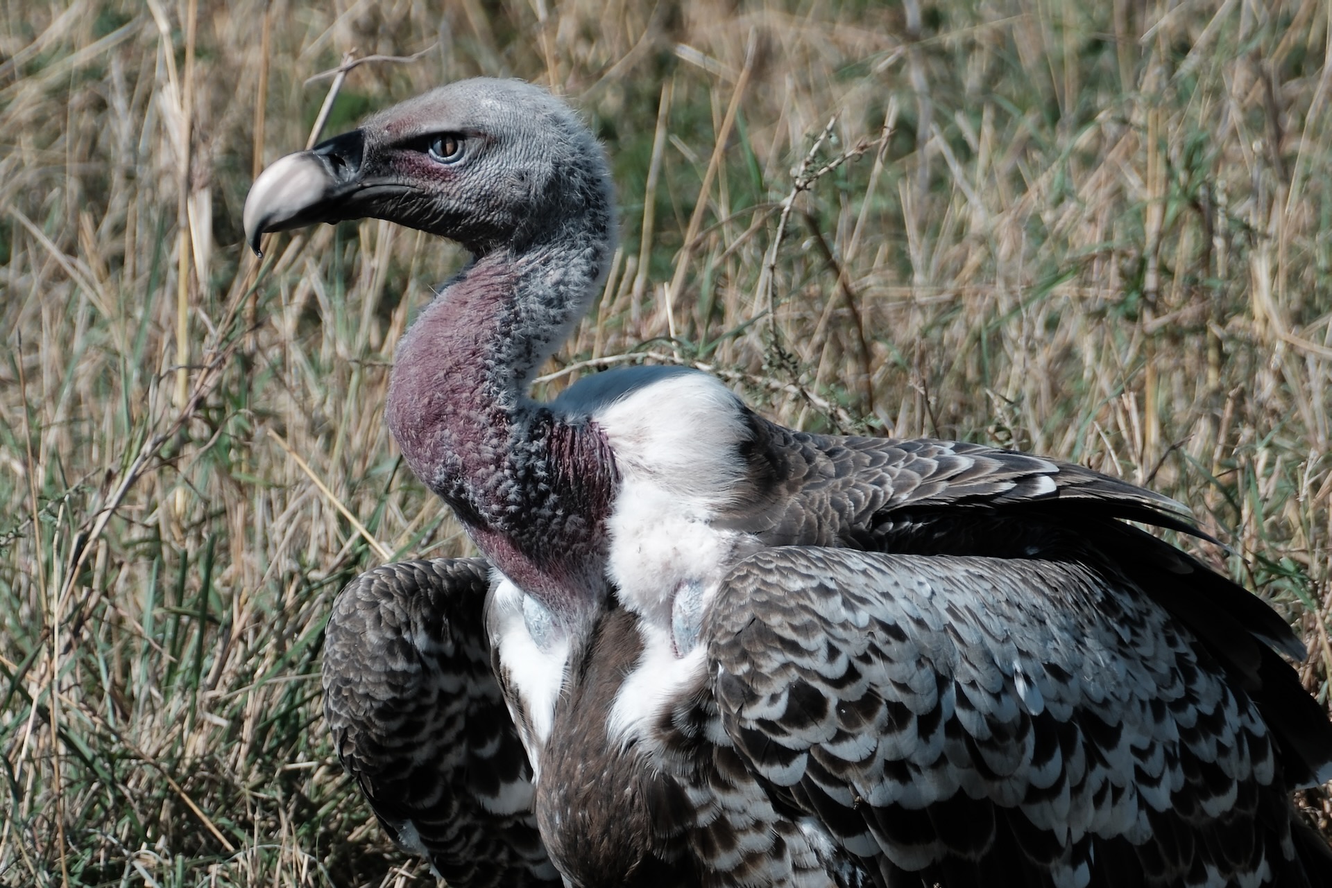 Vulture warming its wings after feeding