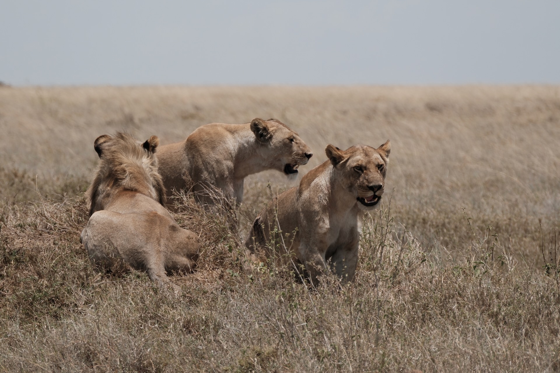 Lion pride resting in the tall grass