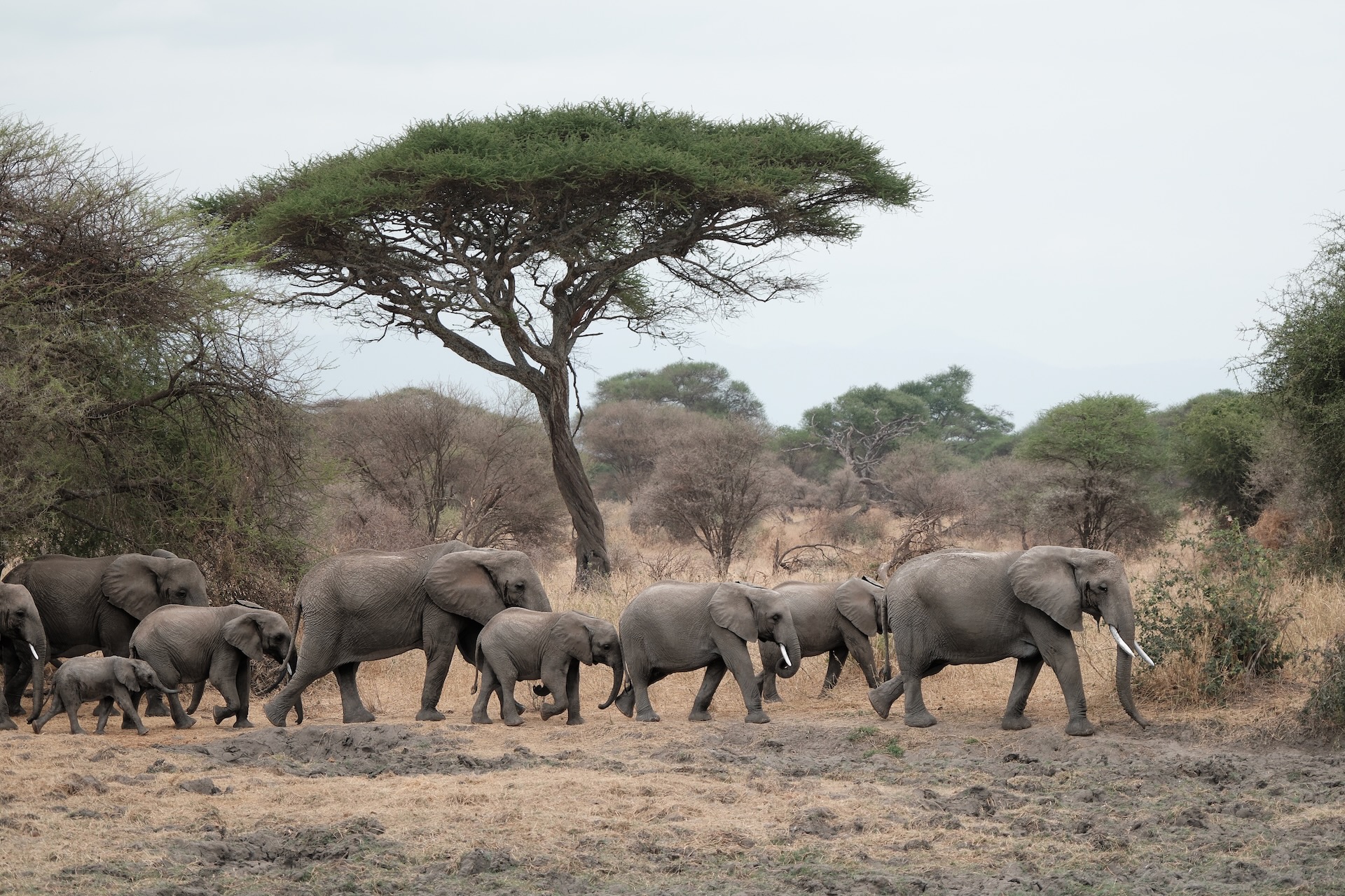 Elephant herd walking in single file beneath an acacia tree