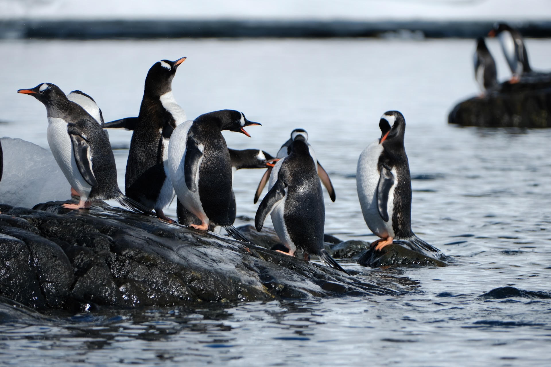 Gentoo penguins on a rock
