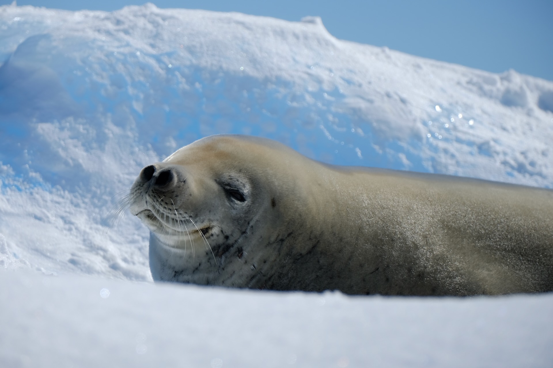 Sleeping Weddell seal in the snow