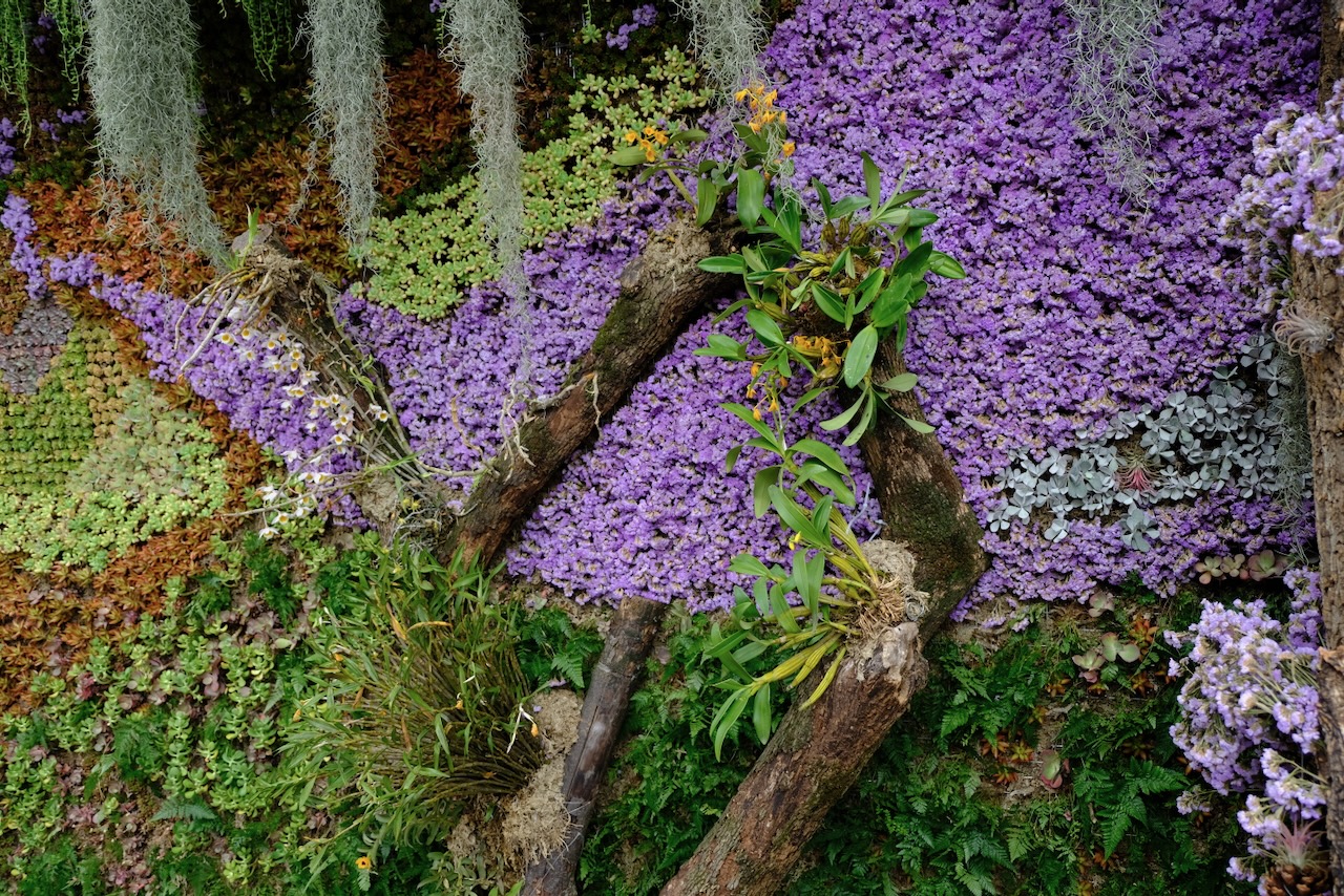 Vertical garden wall with purple flowers, mosses and orchids