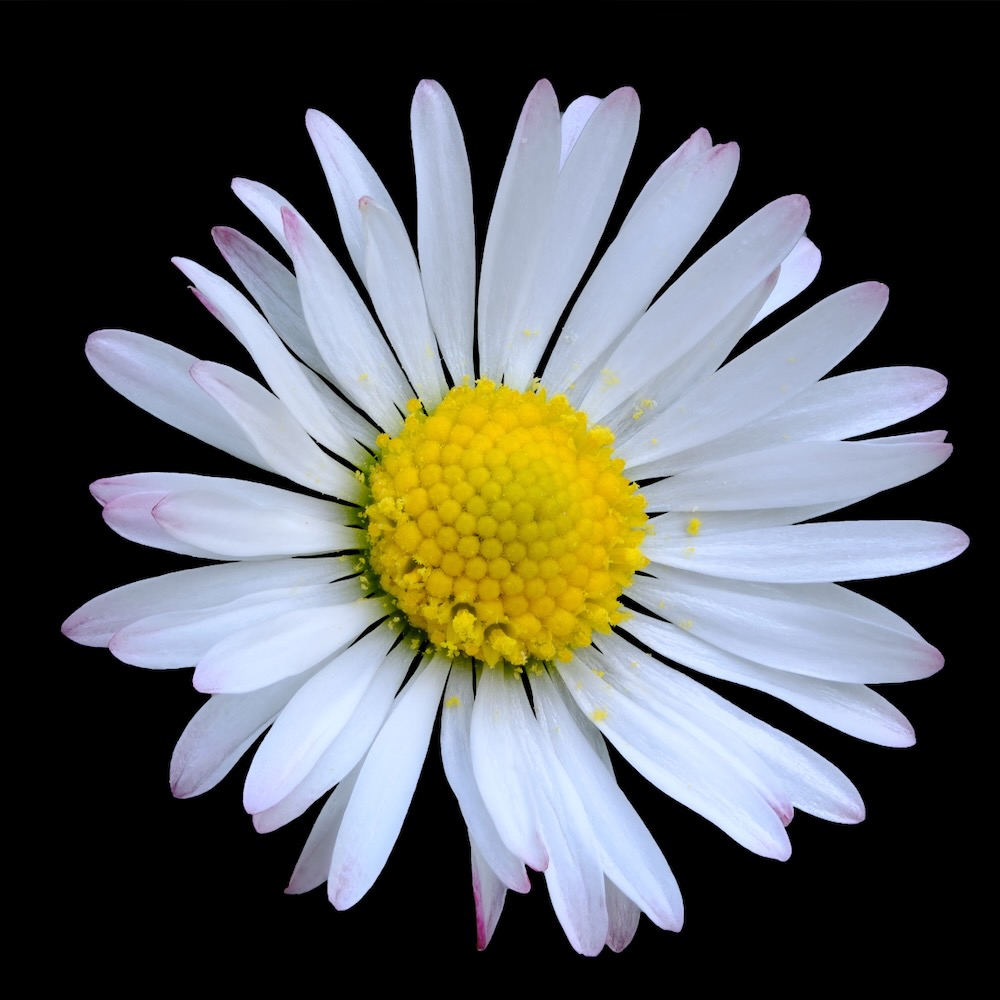 Macro daisy