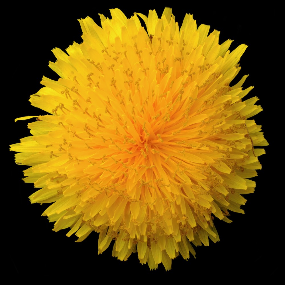 Macro dandelion