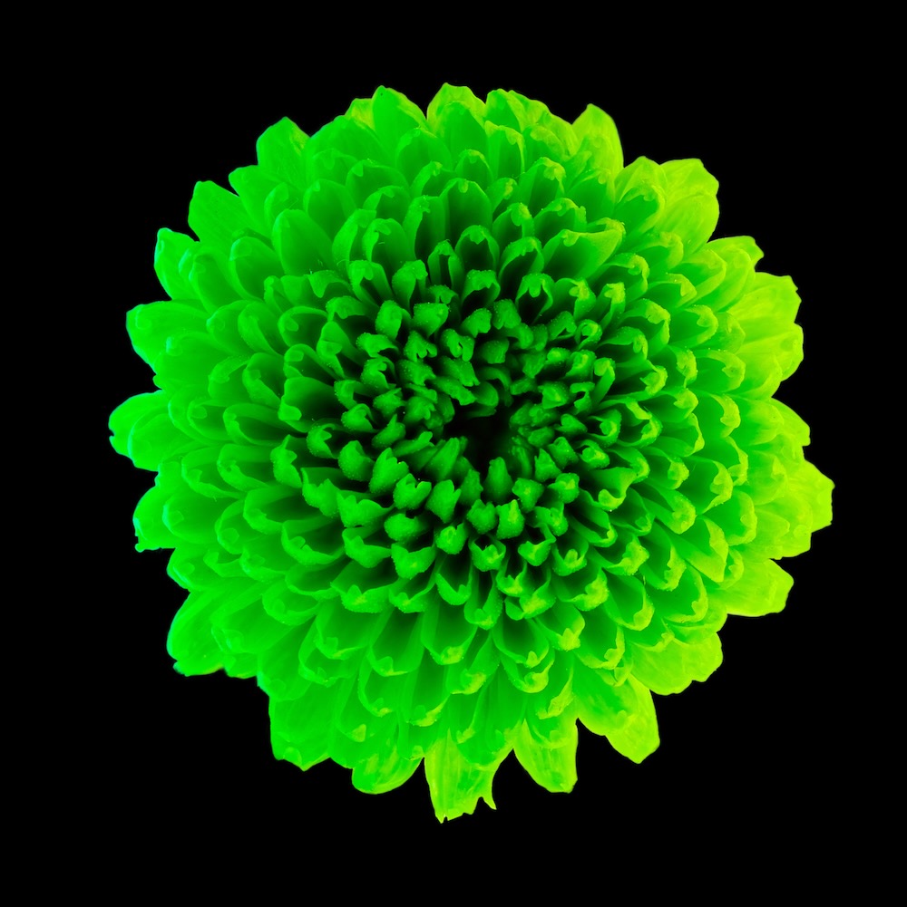 Macro chrysanthemum